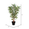 35" Green Zebra in Pot 125 Lvs FT - view 3 of 5