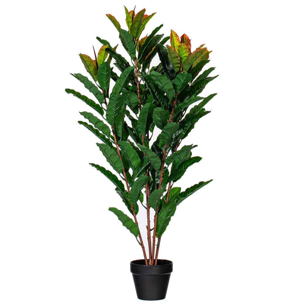 34" Green Myrtle in Pot 125 Lvs FT