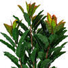 34" Green Myrtle in Pot 125 Lvs FT - view 3 of 5