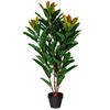 34" Green Myrtle in Pot 125 Lvs FT - view 5 of 5