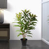 34" Green Myrtle in Pot 125 Lvs FT - view 2 of 5