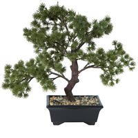 Bonsai Tree