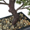 Vickerman Artificial Potted Pine Bonsai Tree - view 6 of 8