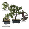 Vickerman Artificial Potted Pine Bonsai Tree - view 8 of 8