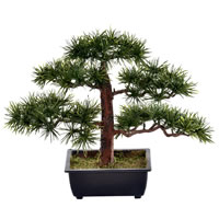 Pine Bonsai Tree