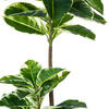 Vickerman Artificial Potted Real Touch Dieffenbachia - view 6 of 6