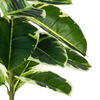 Vickerman Artificial Potted Real Touch Dieffenbachia - view 3 of 6