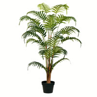 Fern Palms