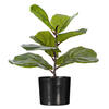 Vickerman Green Fiddle Leaf Plant, Black Pot.  - view 1 of 3