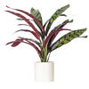 19" Rattlesnake Calathea in White Pot - view 1 of 3