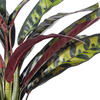 19" Rattlesnake Calathea in White Pot - view 2 of 3
