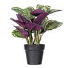 16" Calathea Veitchiana in Black Pot - view 1 of 3