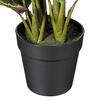 16" Calathea Veitchiana in Black Pot - view 3 of 3