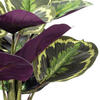 16" Calathea Veitchiana in Black Pot - view 2 of 3