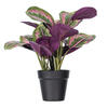 16" Calathea Roseopicta in Black Pot - view 1 of 3