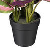 16" Calathea Roseopicta in Black Pot - view 3 of 3