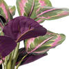 16" Calathea Roseopicta in Black Pot - view 2 of 3