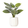13" Philodendron Birkin in White Pot - view 1 of 3