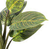 13" Philodendron Birkin in White Pot - view 2 of 3