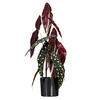 18" Begonia Maculata in Black Pot - view 1 of 3