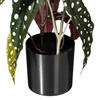 18" Begonia Maculata in Black Pot - view 3 of 3