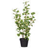 Vickerman Variegated Triangle Ficus Potted - view 1 of 6