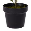 Vickerman Variegated Triangle Ficus Potted - view 6 of 6