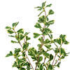 Vickerman Variegated Triangle Ficus Potted - view 3 of 6