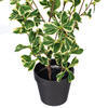 Vickerman Variegated Triangle Ficus Potted - view 4 of 6