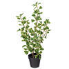 Vickerman Variegated Triangle Ficus Potted - view 5 of 6