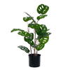 24" Green Monstera Potted Fresh Touch - view 1 of 2