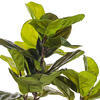 Vickermn Green Potted Real Touch Fiddle Leaf - view 3 of 5