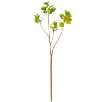 Branches