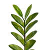 Vickerman Potted Green Zamifolia Bush - view 6 of 6