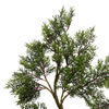 Vickerman Artificial Potted Cedar Tree - view 3 of 4