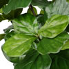 Vickerman Artificial Potted Everyday Fiddle Tree - view 3 of 6