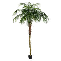Pheonix Palms