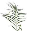 Vickerman Artificial Potted Pheonix Palm Tree - view 3 of 6