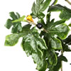Vickerman Artificial Potted Fig Tree - view 3 of 4