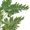 Vickerman Artificial Potted Grand Philodendron Bush - view 5 of 6