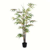 Japanese Bamboo Trees