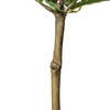 Vickerman Artificial Potted Lemon Tree - view 6 of 6