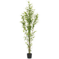 Mini Bamboo Trees