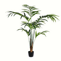 Kentia Palms
