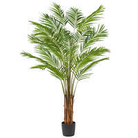 Areca Palms