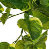 40" Pothos Hanging Bush 96 Leaves - view 4 of 5