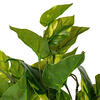 40" Pothos Hanging Bush 96 Leaves - view 3 of 5