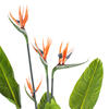 Vickerman Artificial Potted Bird of Paradise Palm Tree - view 3 of 6