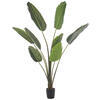 5' Potted Travelers Palm 8 Leaves - view 1 of 6