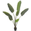 5' Potted Travelers Palm 8 Leaves - view 5 of 6